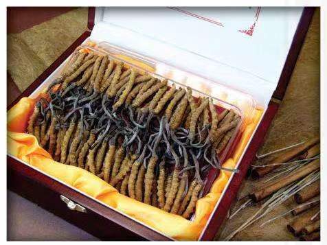 喀什冬虫夏草回收